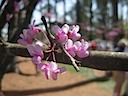 Hole 16 - Redbud flower