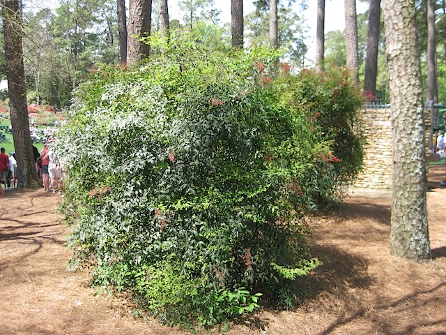 Hole 17 - Nandina
