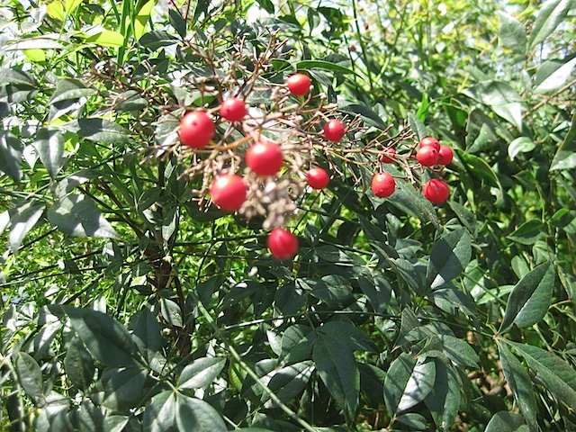 Nandina berries