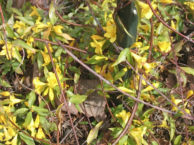 Carolina Jessamine flowers - but not on Hole 8 - not even at Augusta National