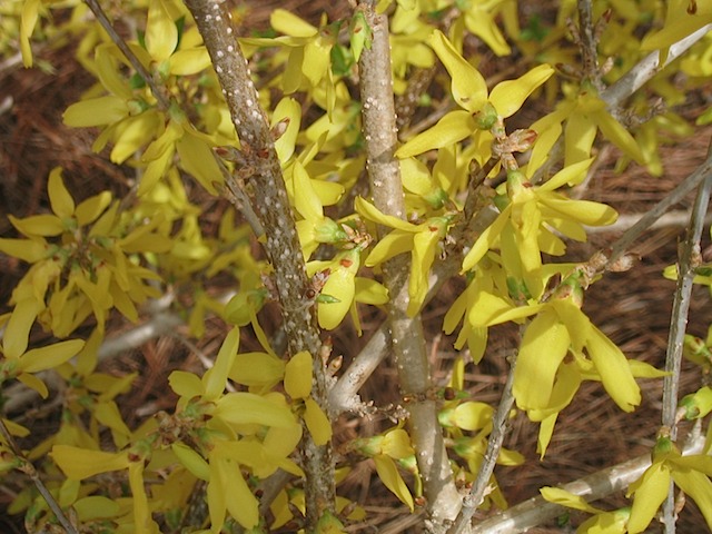 Forsythia flower - but not on Hole 12 - not even at Augusta National