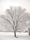 Heidi and a tree