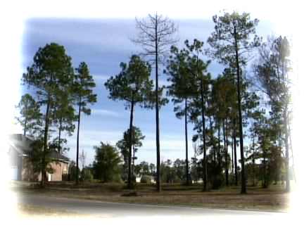 Our lot before clearing