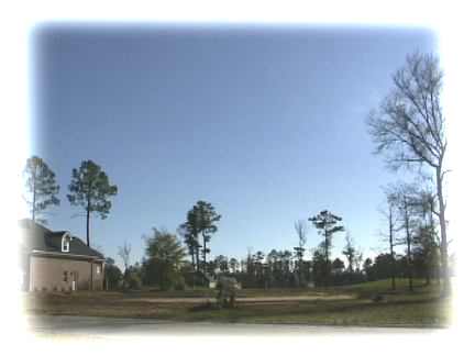 Our lot after clearing. We saved three oaks