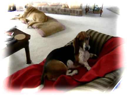 Bertie and Heidi at home