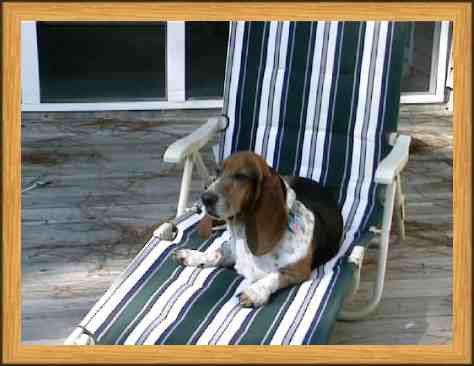 Bertie sun bathing.