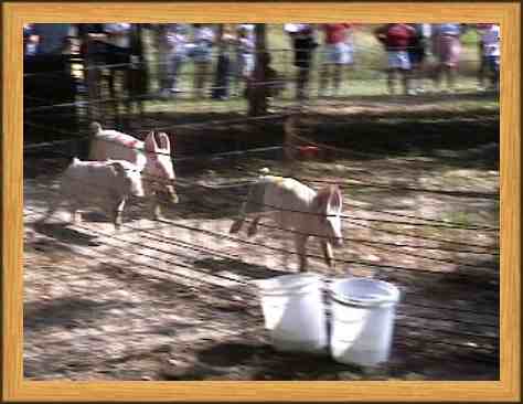 Pigs in motion.