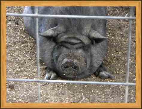 A really cute black pig.<br>