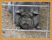 A really cute black pig.<br>