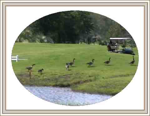 Geese walking around the golf course