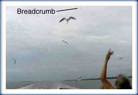 Lisa throwing bread for hungry seagulls.