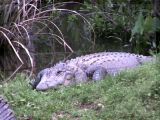 Very large sleepy alligator