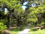 Avenue of live oaks dripping with Spanish moss