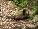 Otter cleaning himself