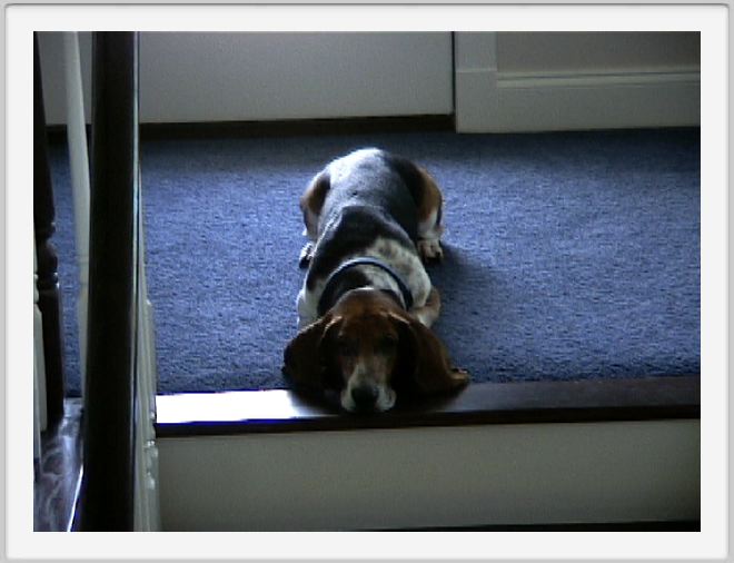 Bertie likes to sleep at the top of the stairs