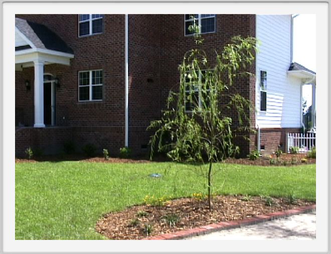 Another willow on the side of our front lawn