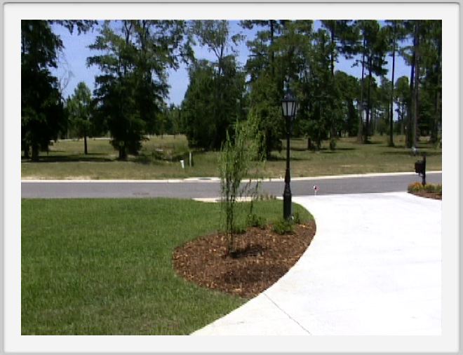 Corkscrew willow by the side of the driveway