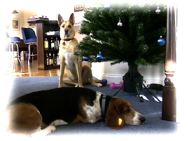 The upstairs tree - animals and cameras don't mix