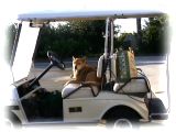 Dog taxi