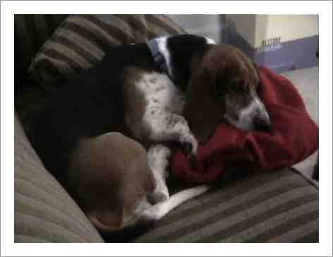 Bertie's favourite spot