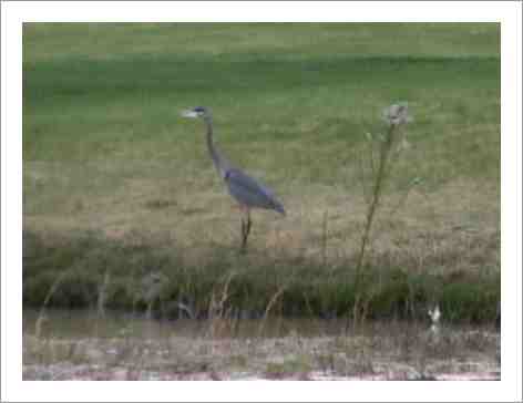 Blue heron