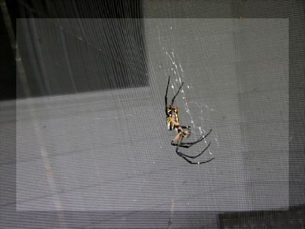 Spider that took up residence on our back porch