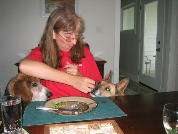 A special meal goes to the dogs