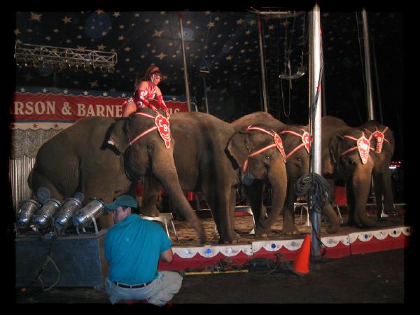 Elephants at the Circus