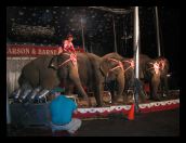 Elephants at the Circus