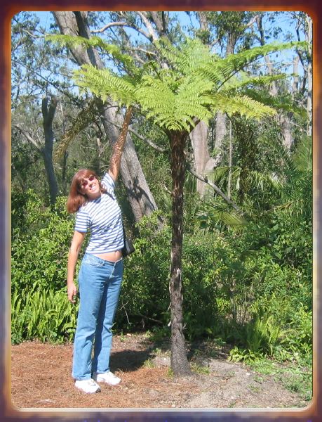 Lisa measures a tree fern at Bok