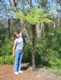 Lisa measures a tree fern at Bok