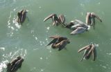 Pelicans in Naples