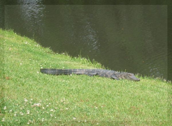 Brookgreen Gator