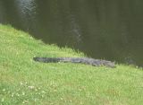 Brookgreen Gator