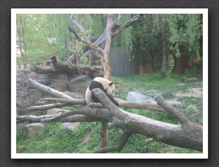 A shy panda