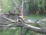 A shy panda