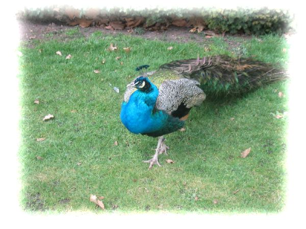 Peacock garden