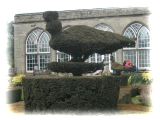 Peacock topiary