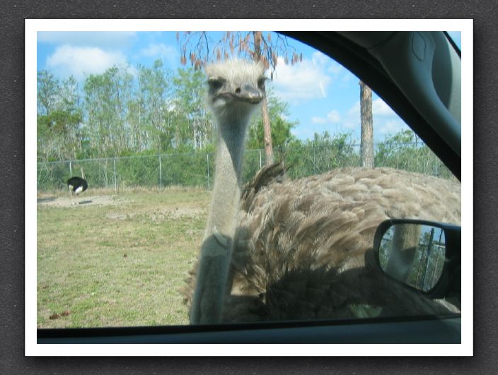 Persistent Ostrich