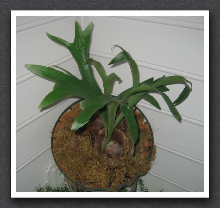 Staghorn Fern