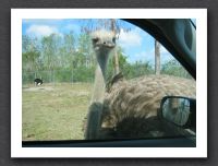 Persistent Ostrich