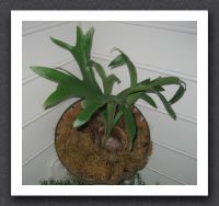 Staghorn Fern