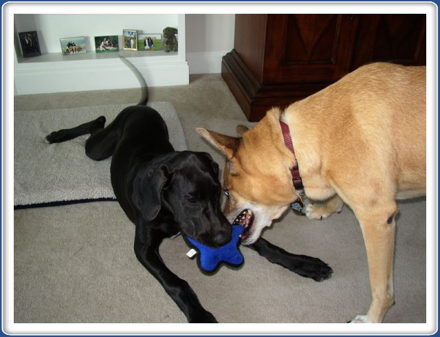 Cleo and Heidi Playing