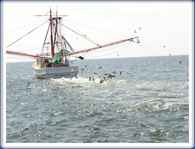 Shrimp Boat