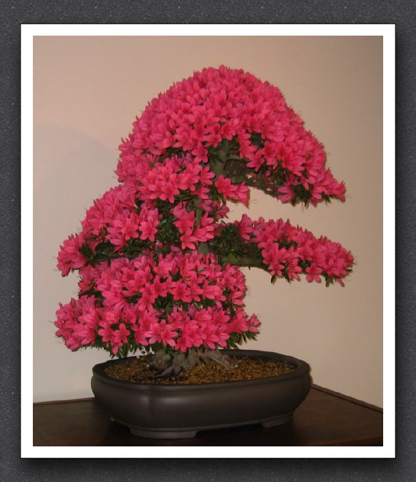 Azalea bonsai