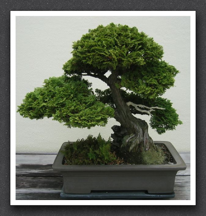 Chamaecyparis obtusa bonsai