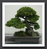 Chamaecyparis obtusa bonsai