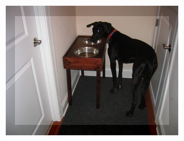 Cleo's feeding station