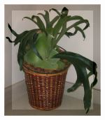 Staghorn fern in the Laundry