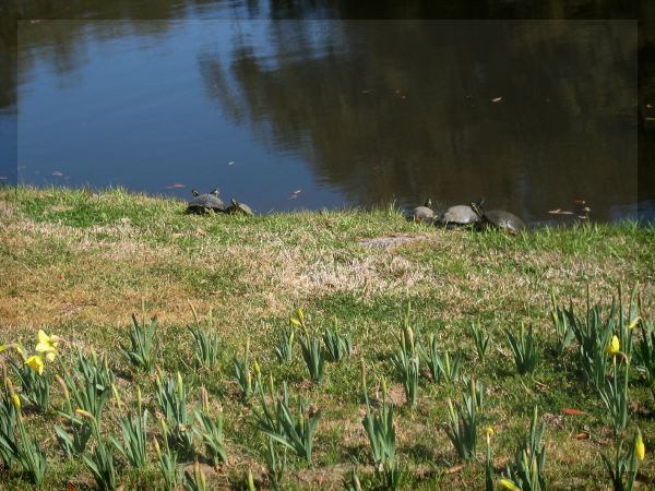 Turtles snoozing